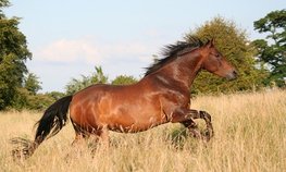 Центральный Московский ипподром открылся после масштабной реконструкции