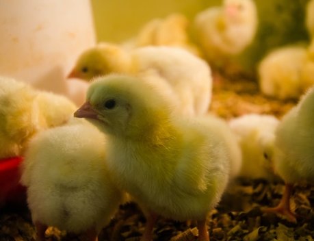 Оксана Лут: Международное сотрудничество — основа ветеринарной безопасности