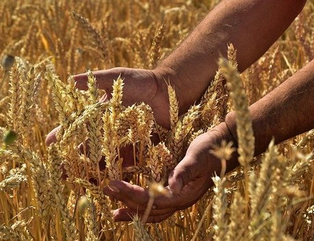 Производство зерна в России на 70 % превысило потребление