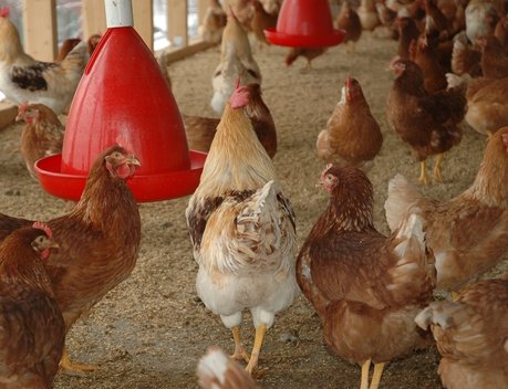 АО СК «РСХБ-Страхование» выплатило компенсацию крупнейшему производителю мяса птицы в Тюменской области