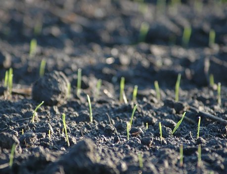 Под урожай 2024 года озимый сев в ПФО увеличен на 14 %