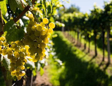 С начала 2024 года в России выросло производство винодельческой продукции