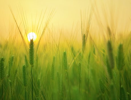 В ГД 12 ноября обсудят современные технологии в АПК и продбезопасность