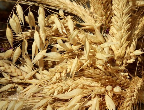 Дмитрий Патрушев и губернатор Приморского края Олег Кожемяко обсудили вопросы сельского хозяйства и экологии региона