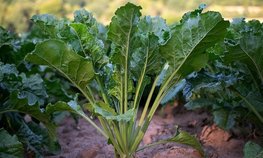 Производство сахарной свеклы на Ставрополье выросло на 13 %