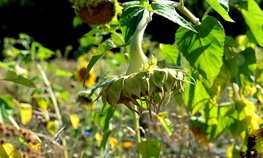 АО СК «РСХБ-Страхование» выплатило 11,6 млн рублей за гибель урожая подсолнечника на зерно агропредприятию в Самарской области