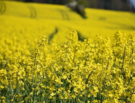 В Ивановской области собран рекордный урожай масличных культур