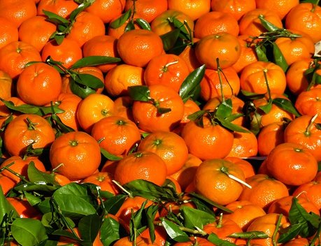 Россия и Абхазия развивают сотрудничество в сфере сельского хозяйства