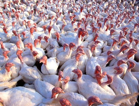 Новый птицеводческий блок запустили в Пензенской области