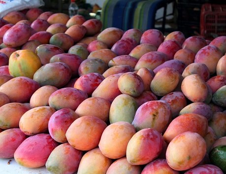 Гвинейская Республика готова наладить поставки манго в Россию