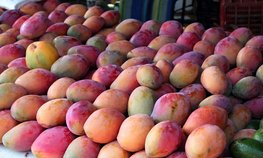 Гвинейская Республика готова наладить поставки манго в Россию