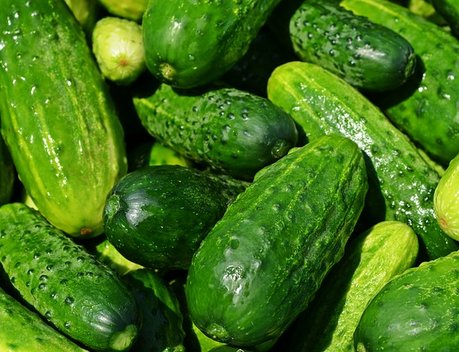 С начала года на Ставрополье собрали более 6 тыс. тонн тепличных овощей