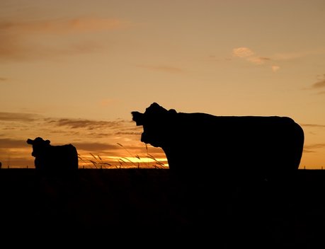 Politico назвала последствия рекомендованных реформ в аграрном секторе ЕС