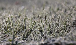 «Согласие» выплатило 55,1 млн рублей ростовскому агропредприятию за гибель озимой пшеницы из-за заморозков