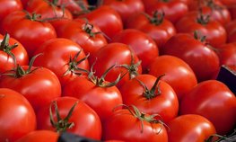 Производство тепличных овощей с начала года увеличилось на 4,7 %