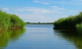 В Архангельской области начали выращивать сибирского осетра