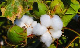 Узбекистан выступил за создание совместной с ЕАЭС группы по тарифным барьерам