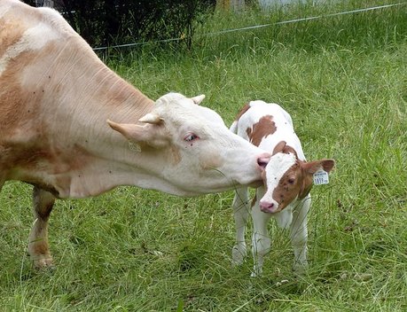 В Чувашии в 2026 году на четверть увеличится господдержка животноводства