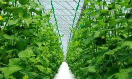 Тепличные овощные комплексы Ставрополья наращивают производство