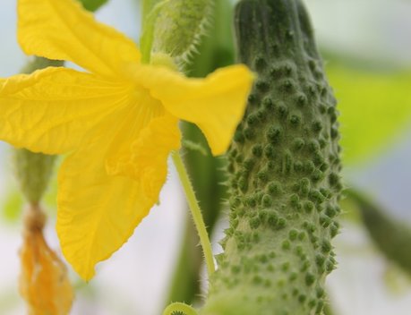 Господдержка тепличного овощеводства сохраняется на высоком уровне