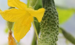 Господдержка тепличного овощеводства сохраняется на высоком уровне