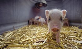 Производство свиней в I квартале 2026 года выросло на 5,7 %