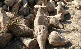 Крым наращивает площади семенников сахарной свеклы