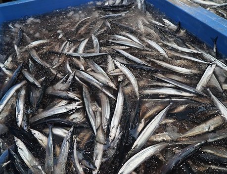 Благодаря господдержке севастопольские рыбаки выловили более 10 тыс. тонн рыбы и отремонтировали семь судов